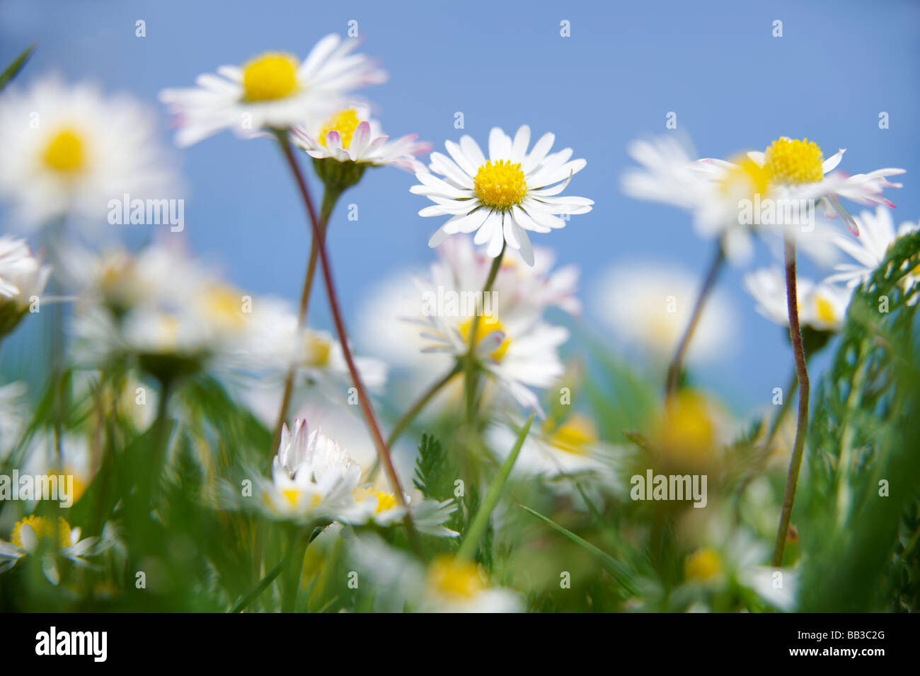 daisies growing in grass with blue sky behind Stock Photo
