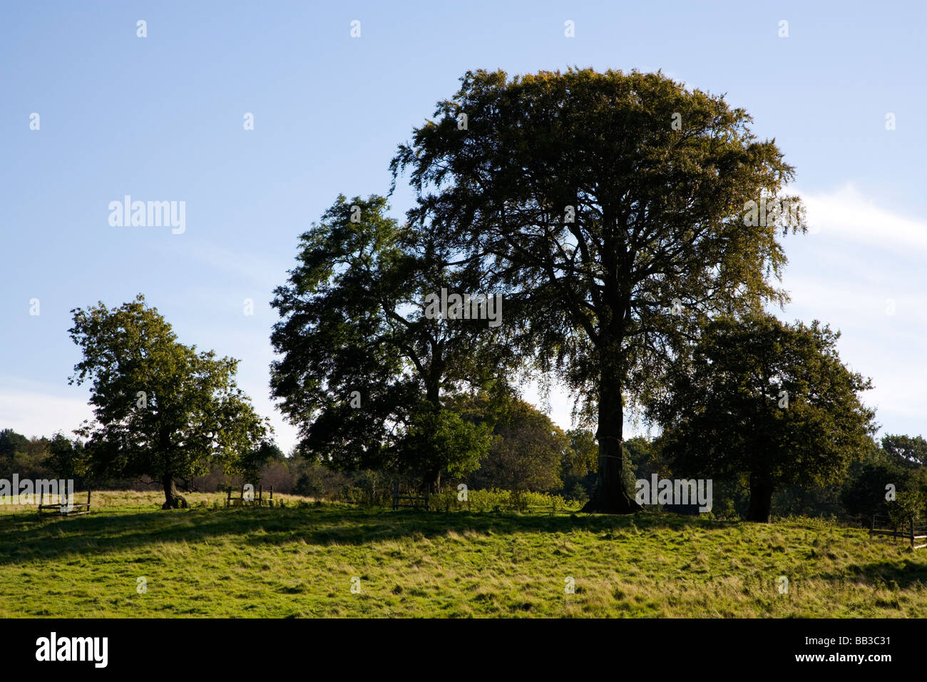 View of Trees at Windmill Wood at Alderley Edge in Cheshire Stock Photo