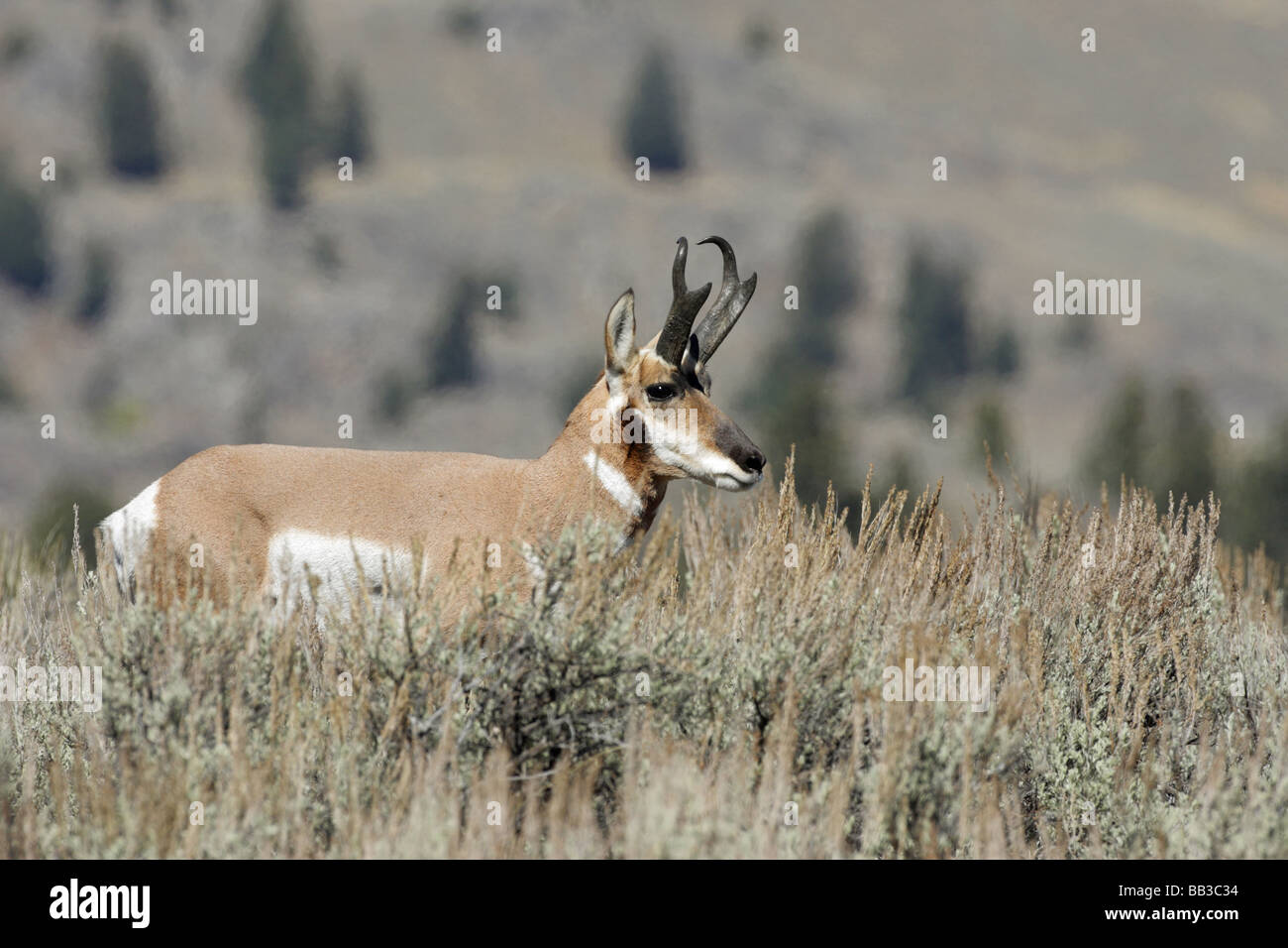 Pronghorn Antelope Antilocapra americana male stag standing in the sage brush Stock Photo