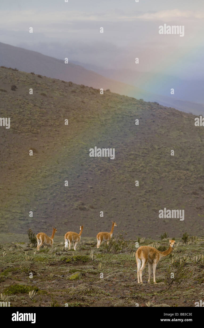 South America, Ecuador, wild vicuna (Vicugna vicugna) and rainbow on Mt ...