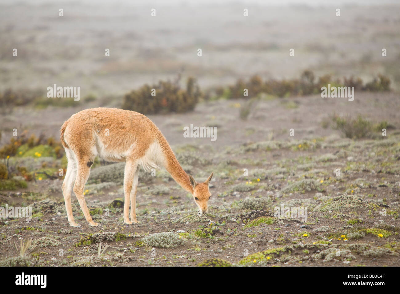 South America, Ecuador, wild vicuna (Vicugna vicugna) on Mt. Chimborazo ...