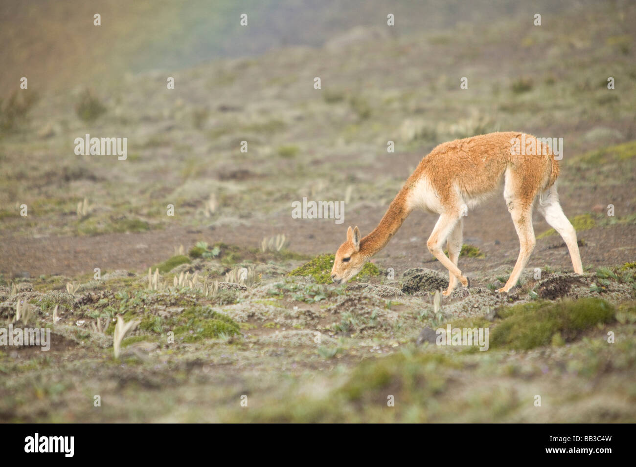 South America, Ecuador, wild vicuna (Vicugna vicugna) on Mt. Chimborazo ...