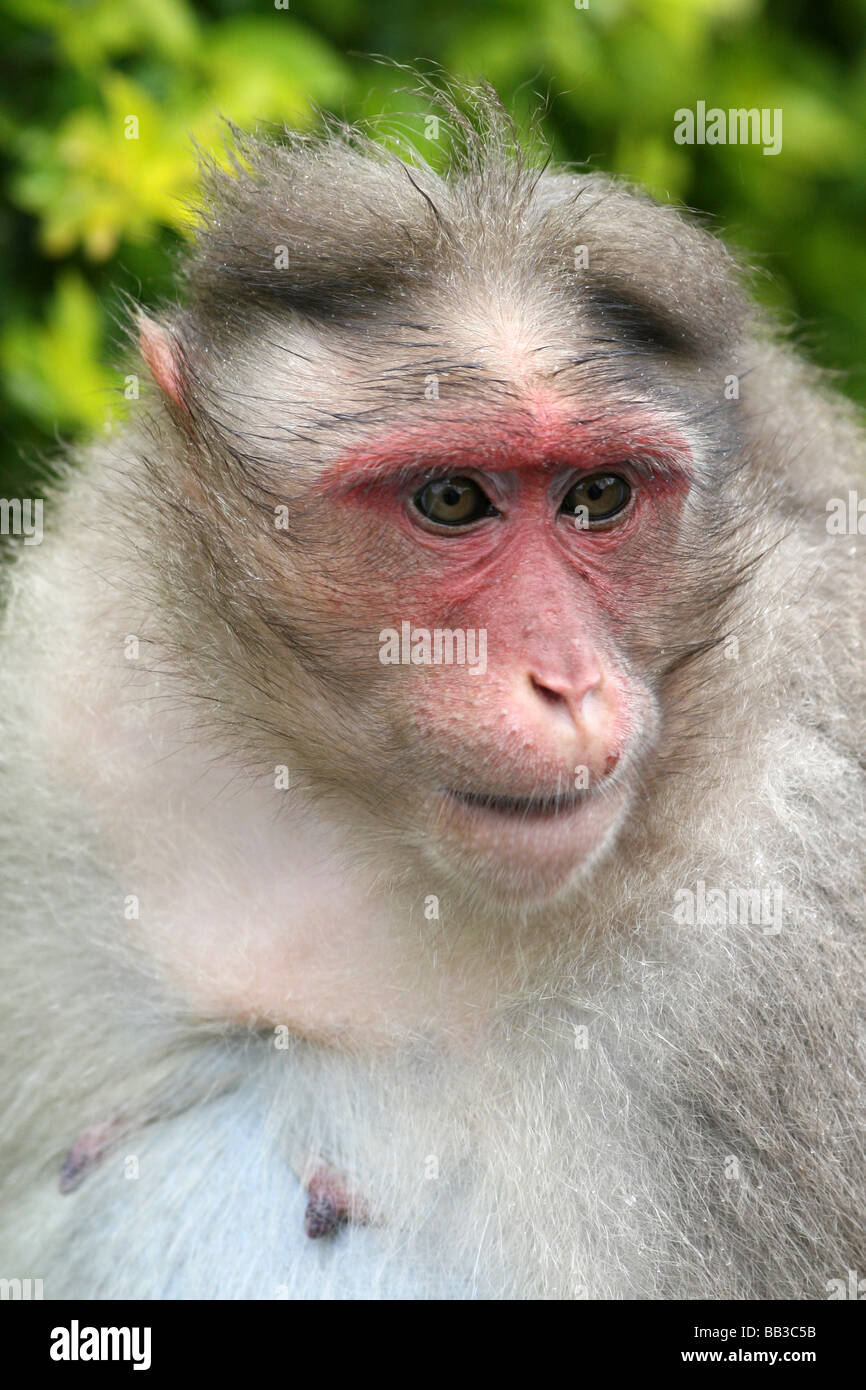 Portrait Of Face Of Bonnet Macaque Macaca radiata Taken at Periyar National Park, Kerala State, India Stock Photo