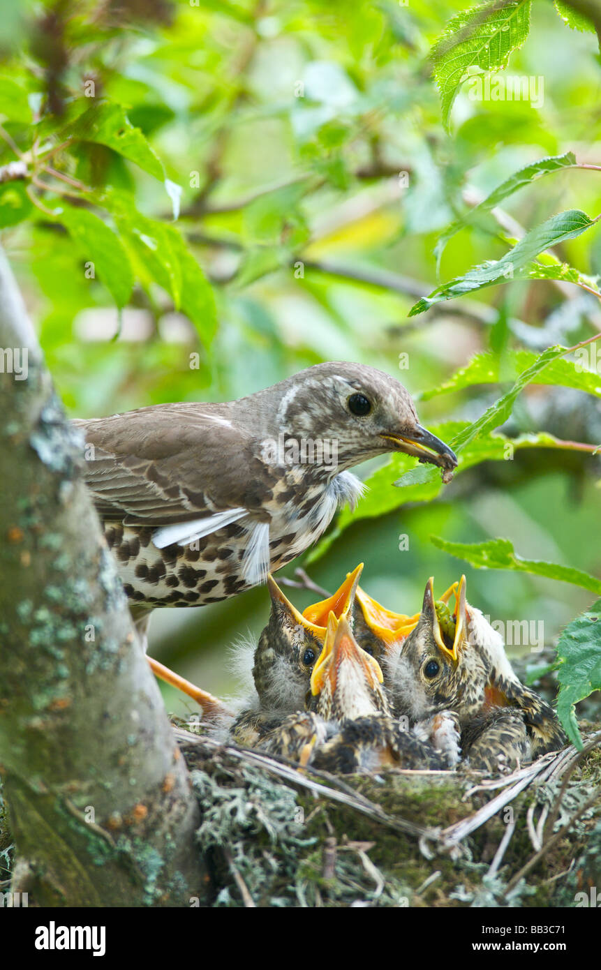 A Thrush Turdus ericetorum feeding four fledgling baby chicks in her nest in a cherry tree in Sussex Stock Photo
