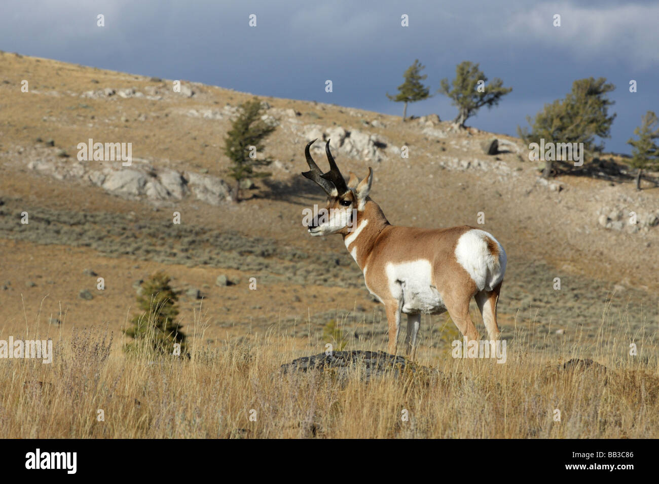 Pronghorn Antelope Antilocapra americana male stag standing in the sage brush with blue sky horizon Stock Photo