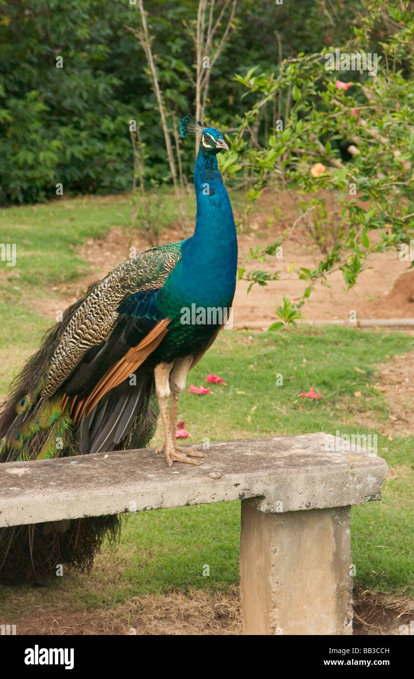 USA, Hawaii, Kauai, peacock at the Smith Family Luau Garden Grounds. (RF Stock Photo Alamy