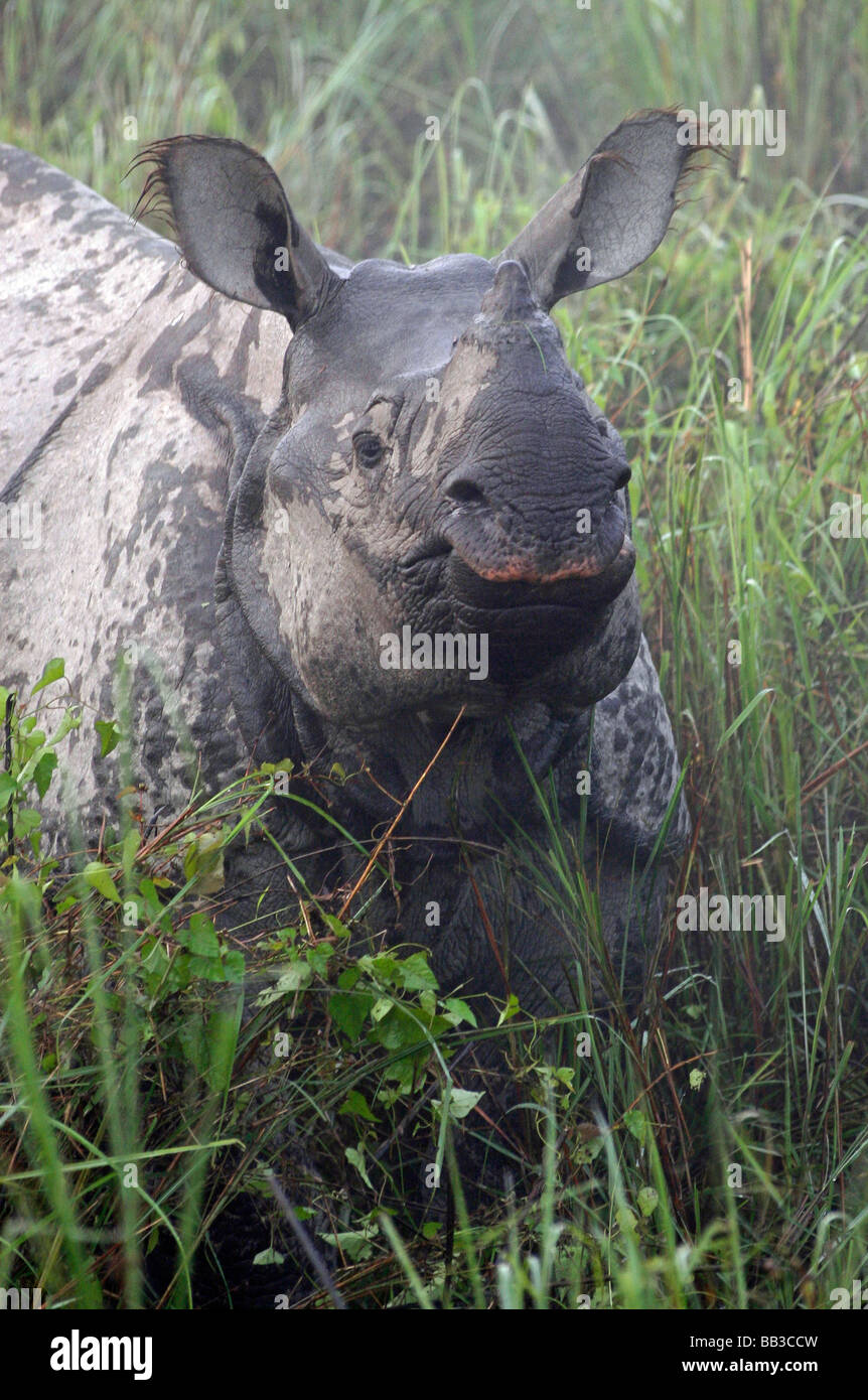Portrait Of Great Indian One-horned Rhinoceros Rhinoceros unicornis Taken In Kaziranga National Park, Assam State, India Stock Photo