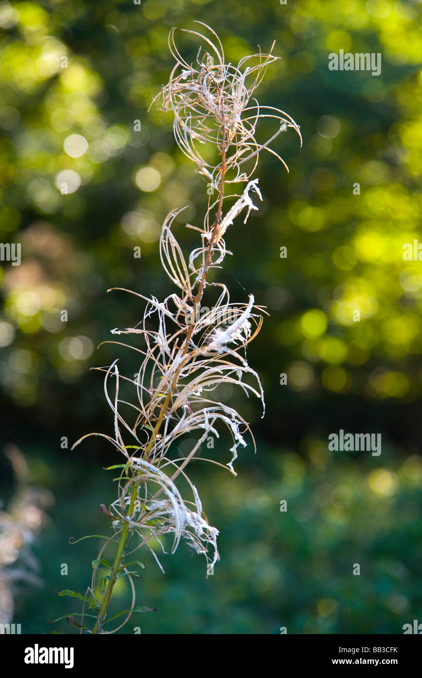 The plumed seeds on a Rosebay Willow Herb at Windmill Wood at Alderley Edge in Cheshire Stock Photo