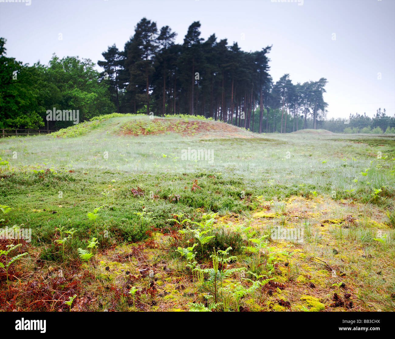 Mortimer forest hi-res stock photography and images - Alamy