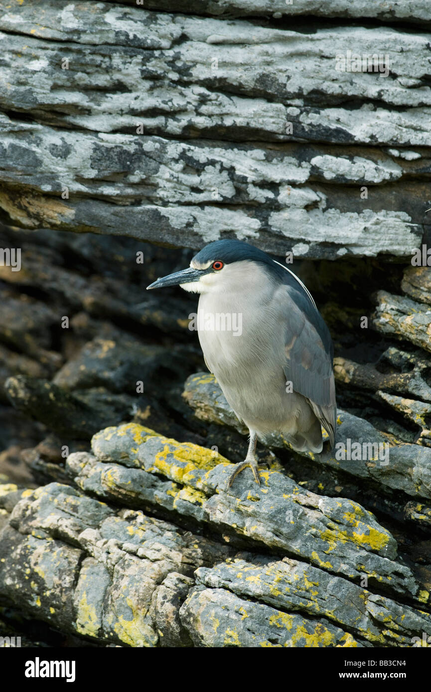 Black-crowned Night Heron (Nycticorax nycticorax) Daytime roost, Carcass Island, Falkland Islands Stock Photo