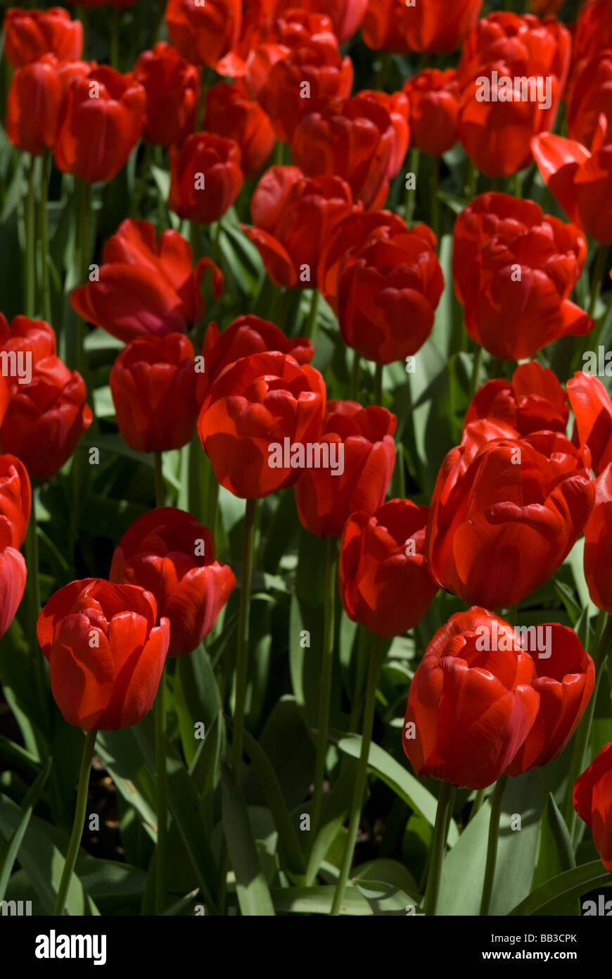 Tulipa 'Red Impression' - Darwin Hybrid (div. 4) Stock Photo