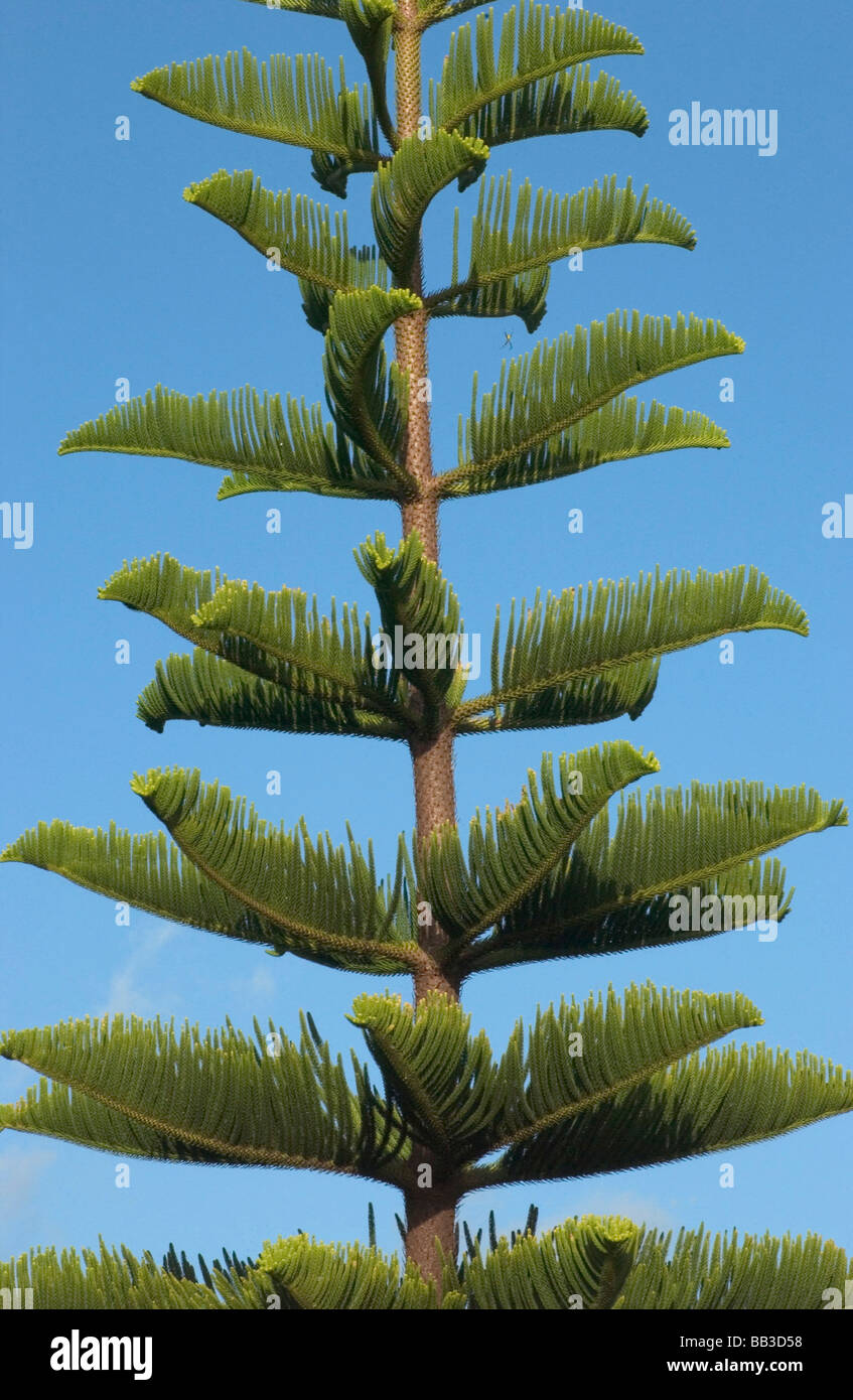 USA, Hawaii, Kauai, tree. (RF Stock Photo Alamy
