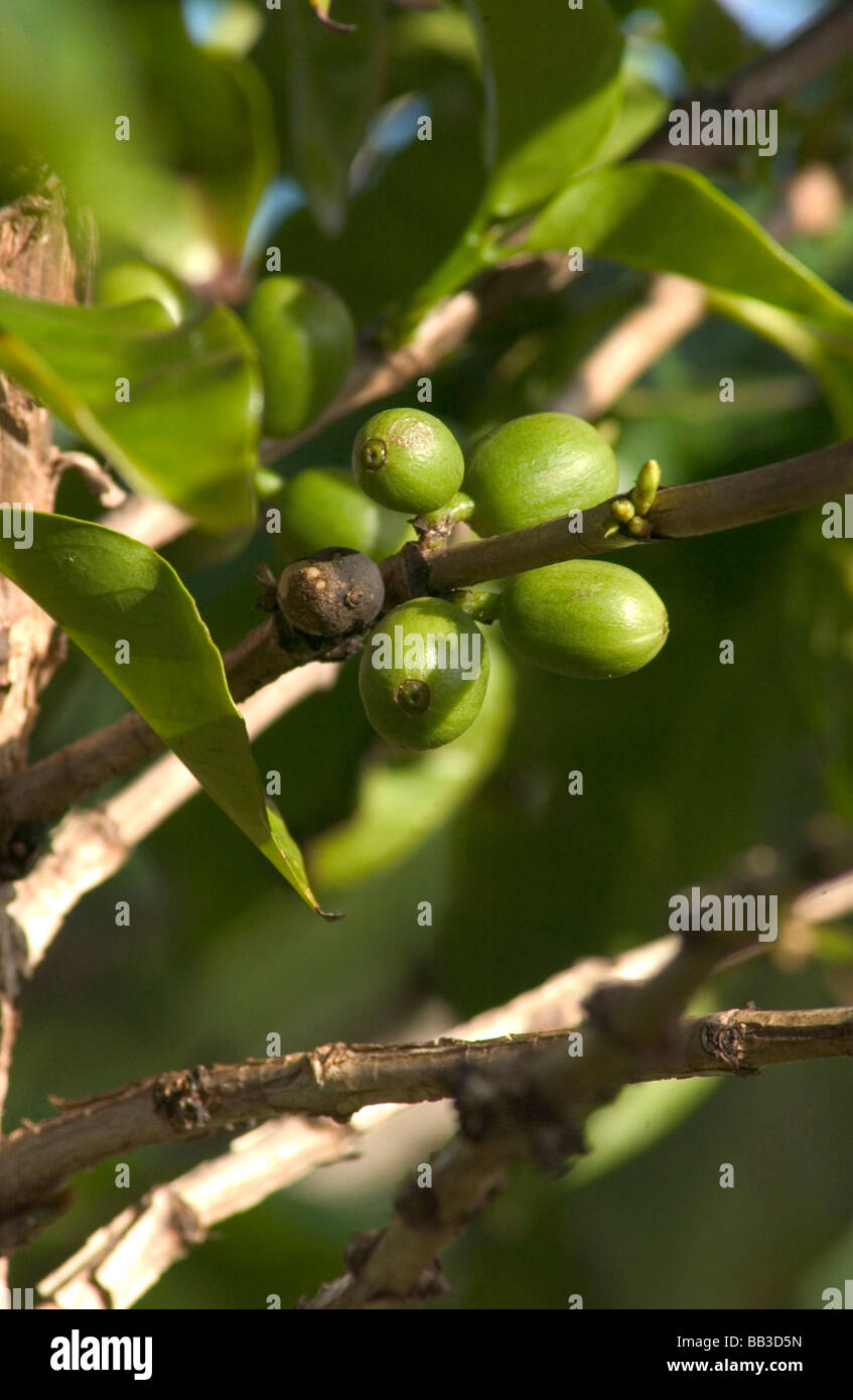 USA, Hawaii, Kauai Coffee Company, coffee bean plant detail. (RF Stock
