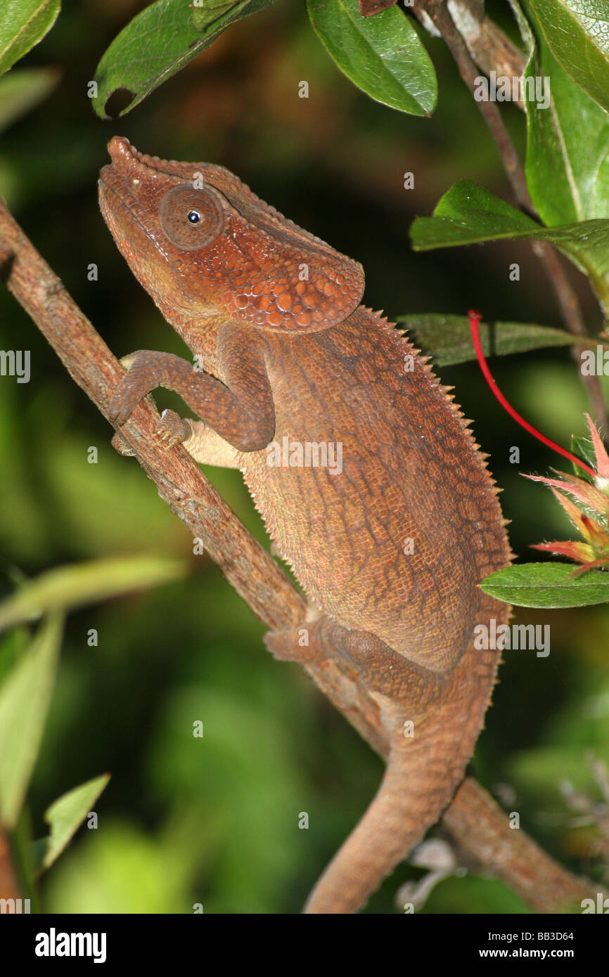 Short-horned Chameleon Calumma brevicorne In Andasibe-Mantadia NP, Madagascar Stock Photo