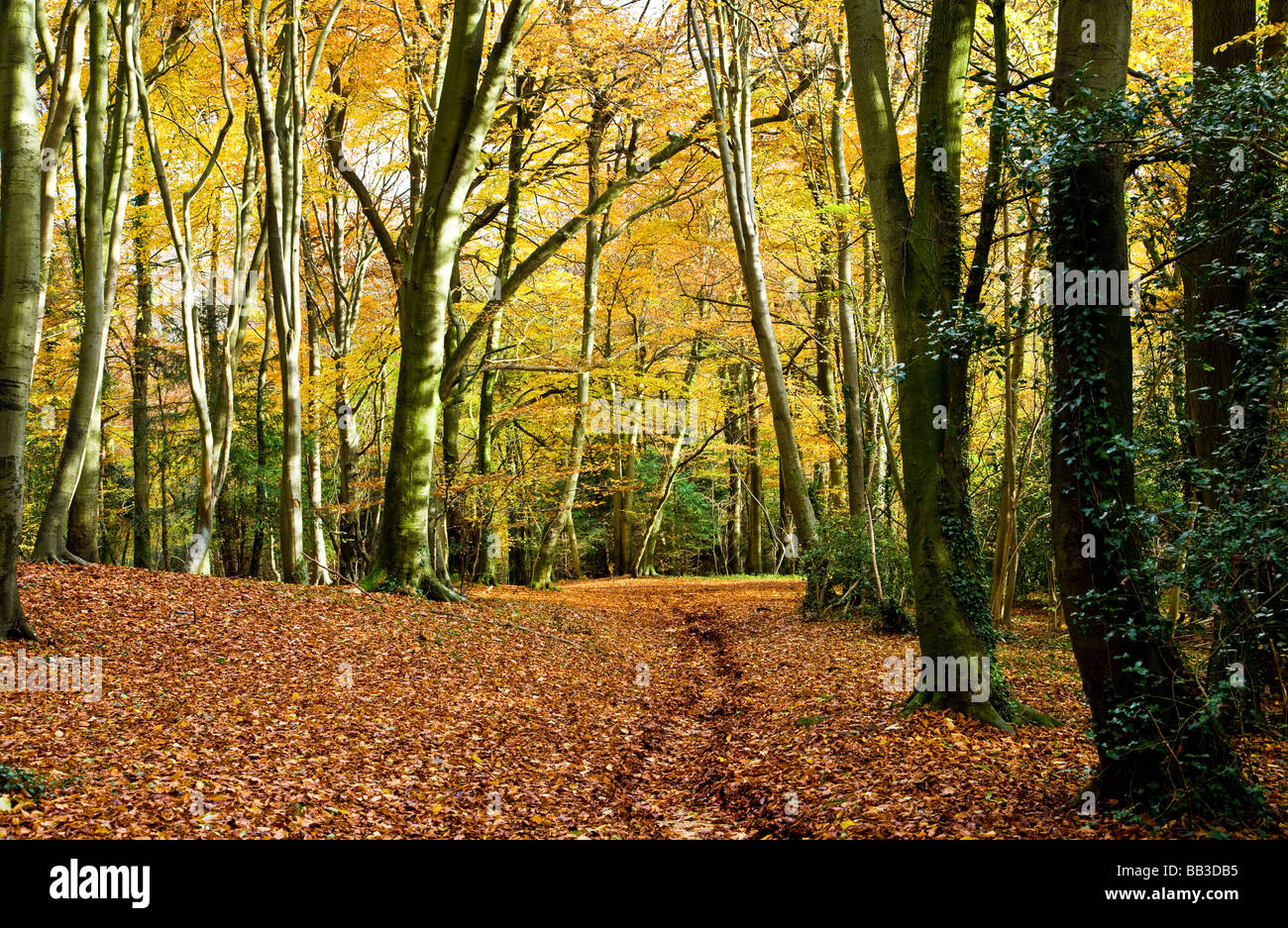 Typical path hi-res stock photography and images - Alamy