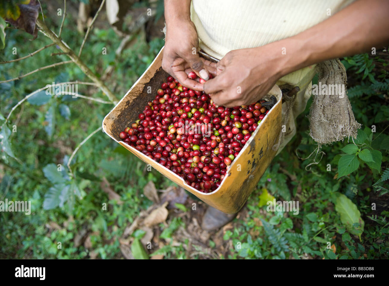 Man collecting organic coffee beans, El Arenal, Ecuador Stock Photo Alamy