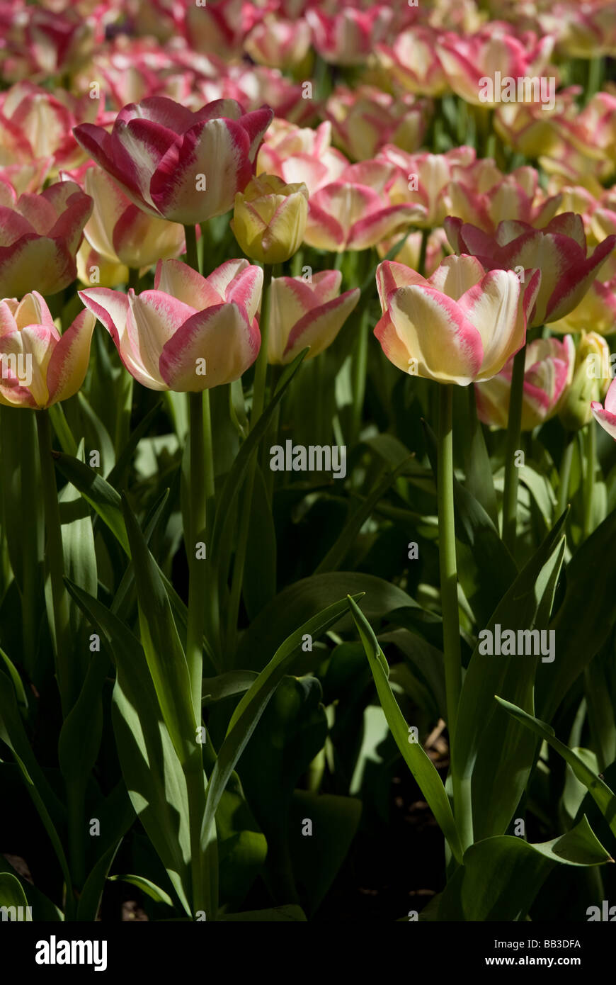 Triumph tulip del piero hires stock photography and images Alamy