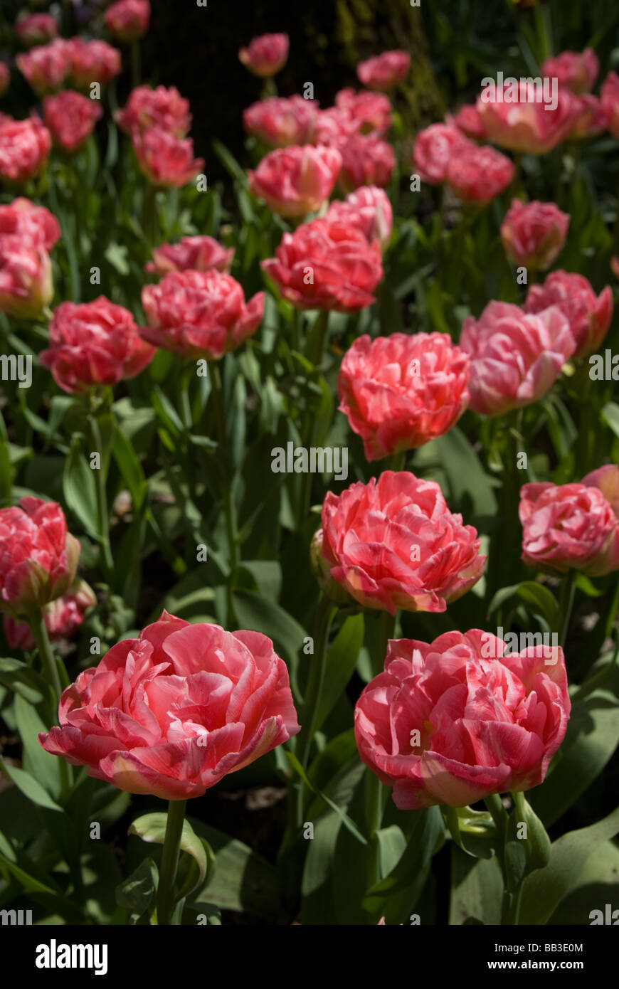 Tulipa 'Jet Set' - Double Early (div. 2) Stock Photo