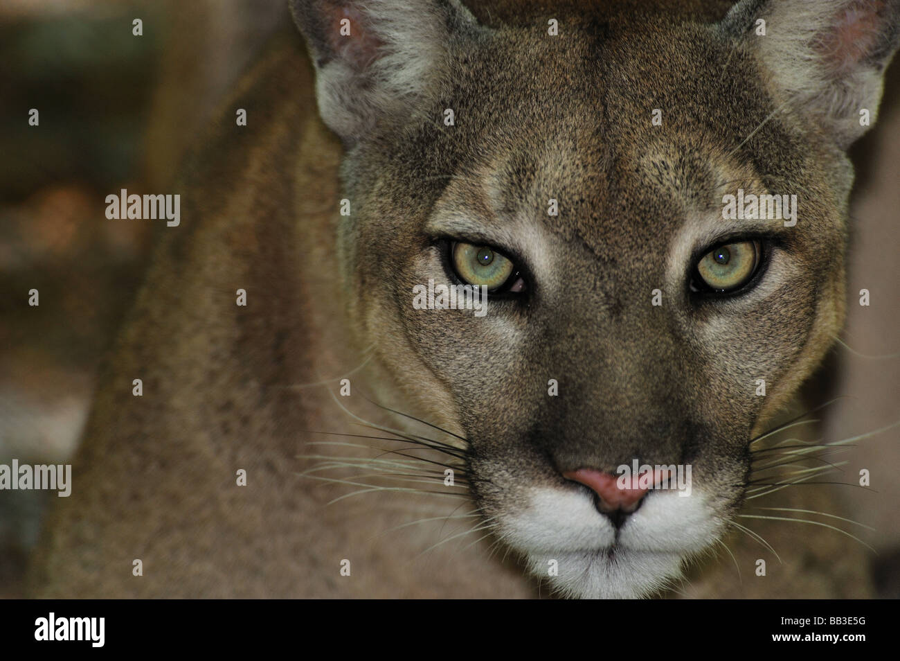 Puma face close up hi res stock photography and images Alamy
