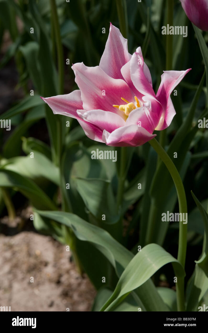 Tulipa 'Ballade' - Lily Flowered (div. 6) Stock Photo