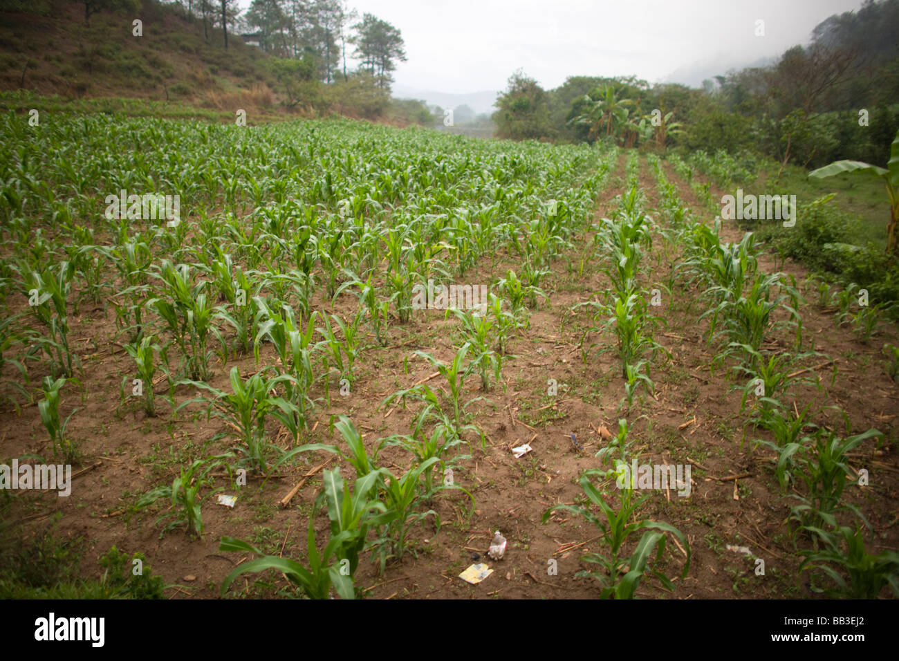 Farmland outside of Ixtahuacan Guatemala Stock Photo Alamy