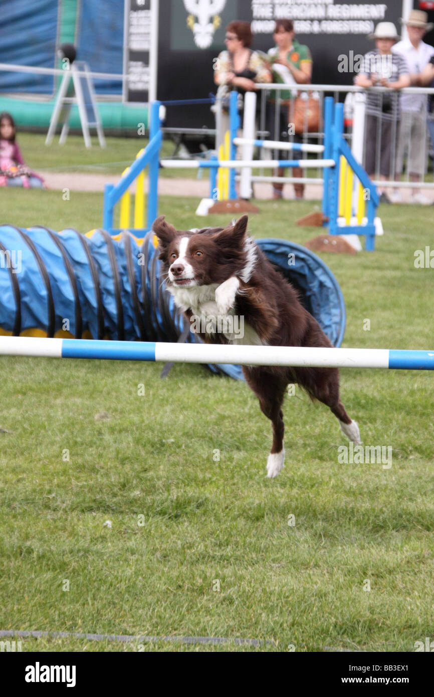 Dog Agility training at Nottinghamshire County Show Stock Photo Alamy