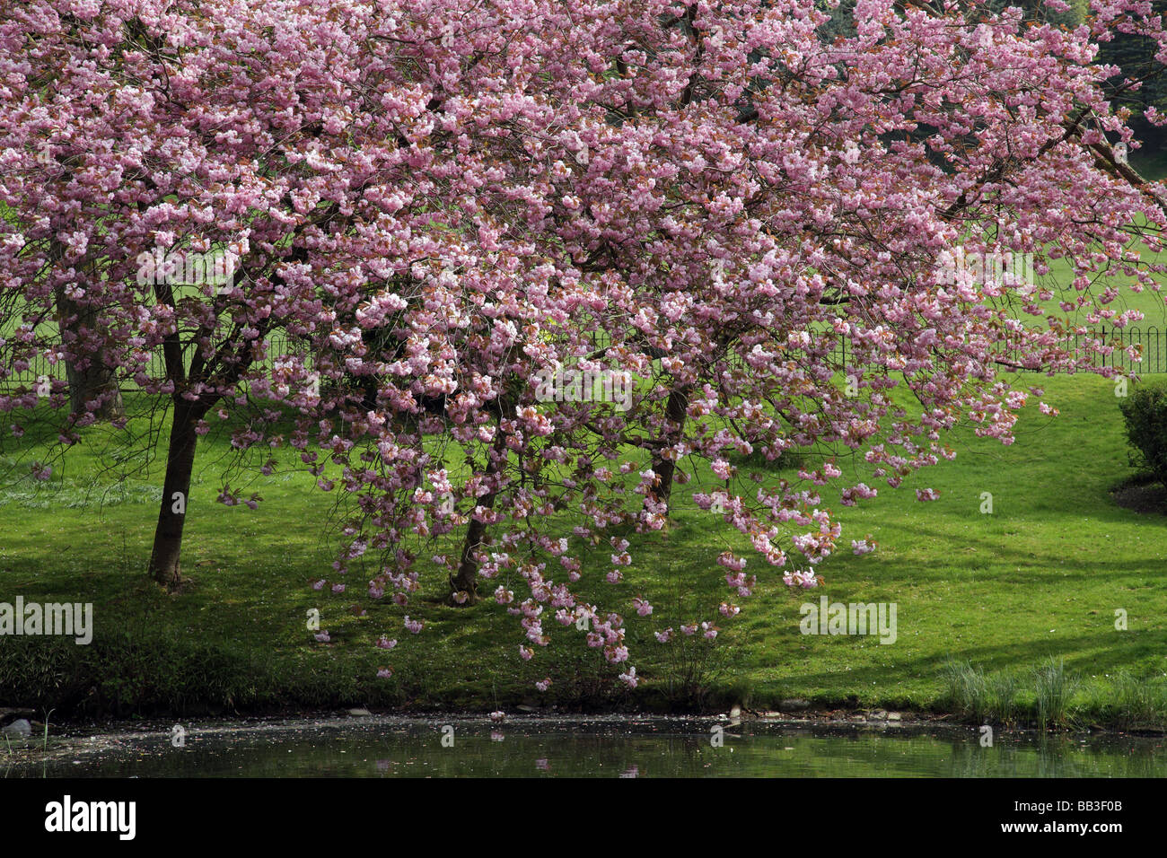 Cherry Blossom tree, UK Stock Photo