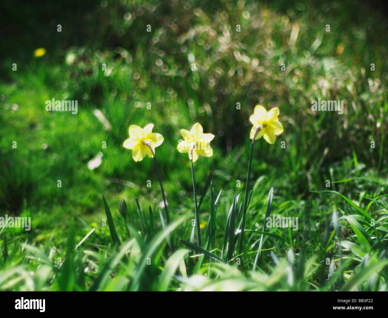 Yellow daffodil wild flowers growing wild in the countryside Stock