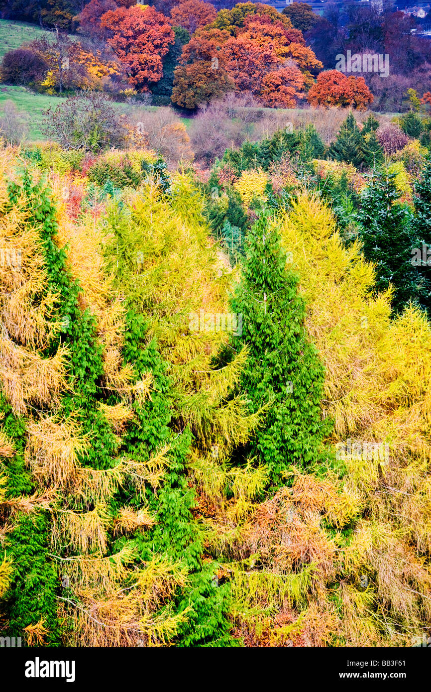 Autumn colours in a conifer forest in England UK Stock Photo