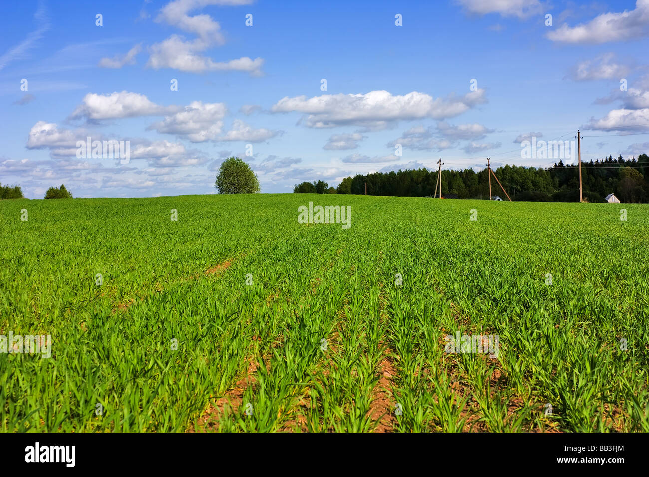 rural landscape field Stock Photo