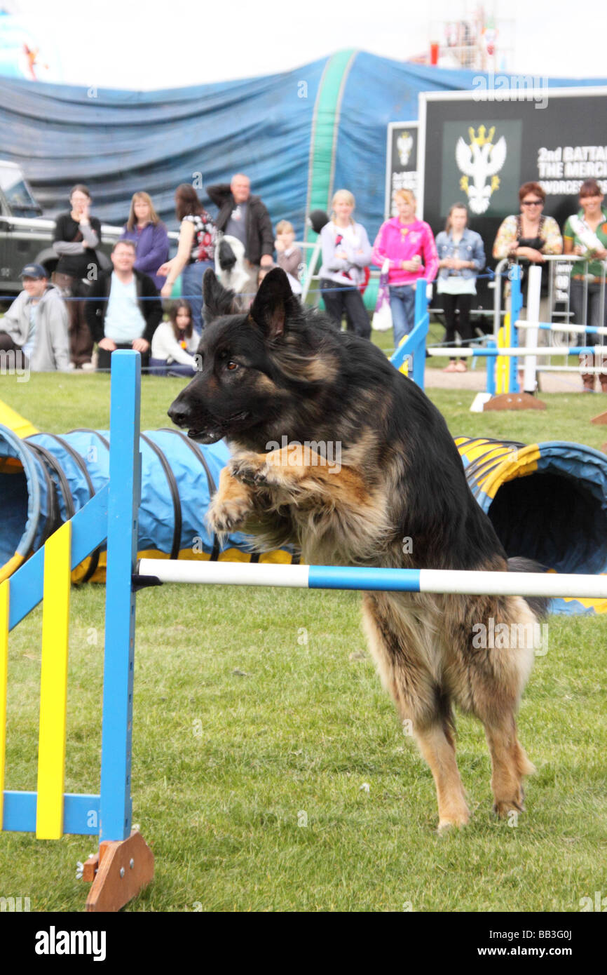 Dog Agility training at Nottinghamshire County Show Stock Photo Alamy