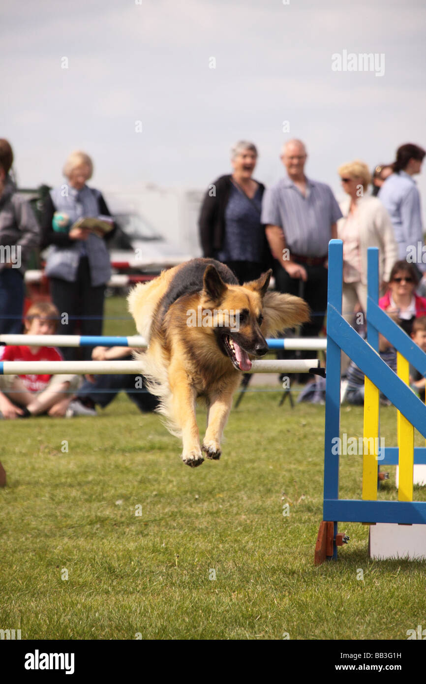 Dog Agility competition Stock Photo Alamy
