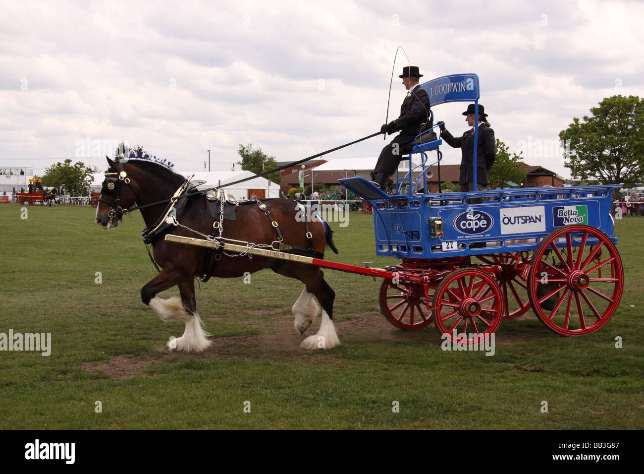 Heavy horse pulling carriage at nottinghamshire county show horse animal mammal working past victorian times historic dress Stock Photo