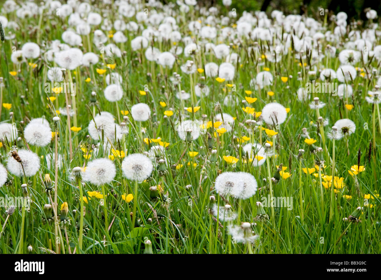 Dandelion clocks and buttercups in an English meadow Stock Photo
