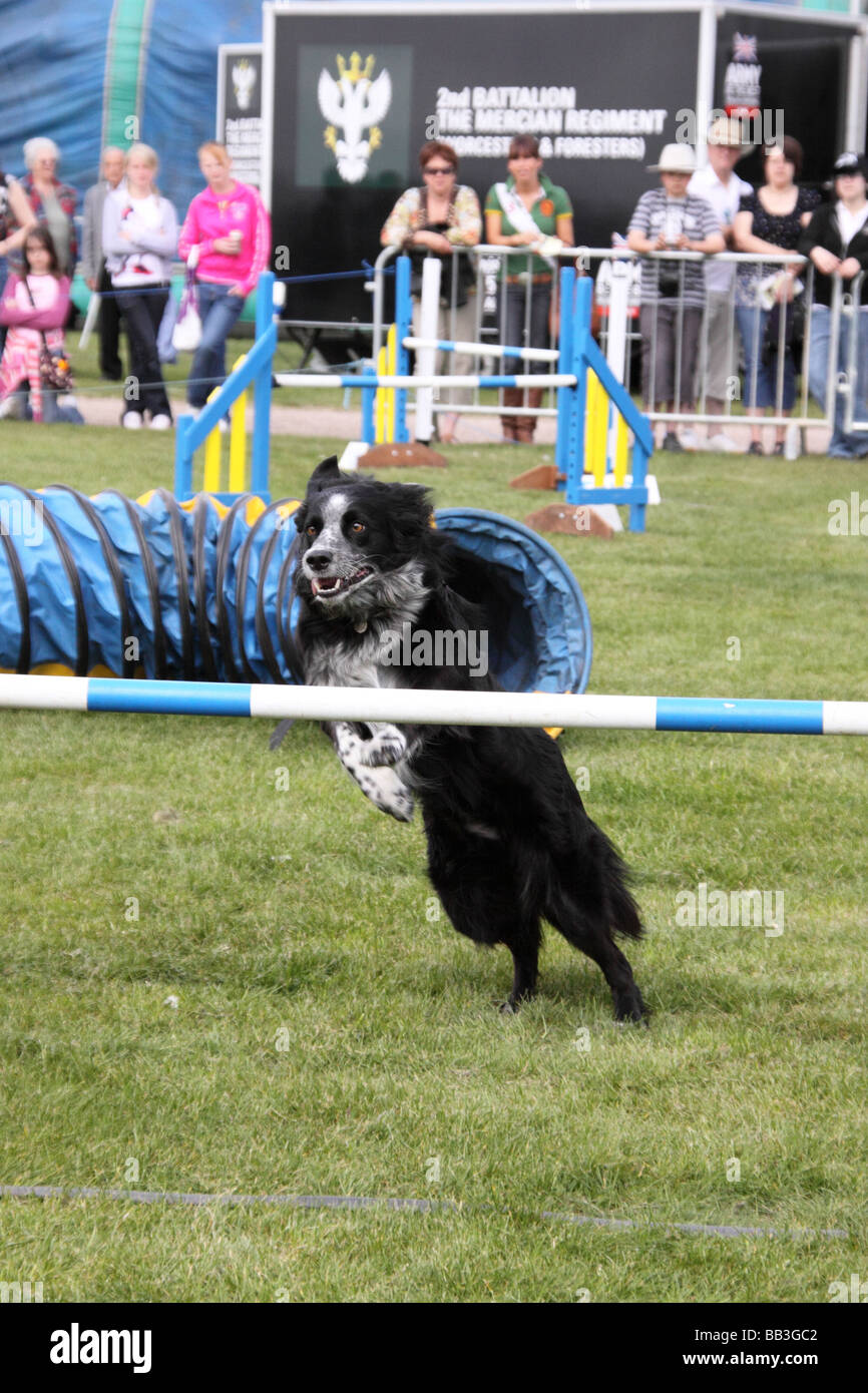 Dog Agility training at Nottinghamshire County Show Stock Photo Alamy