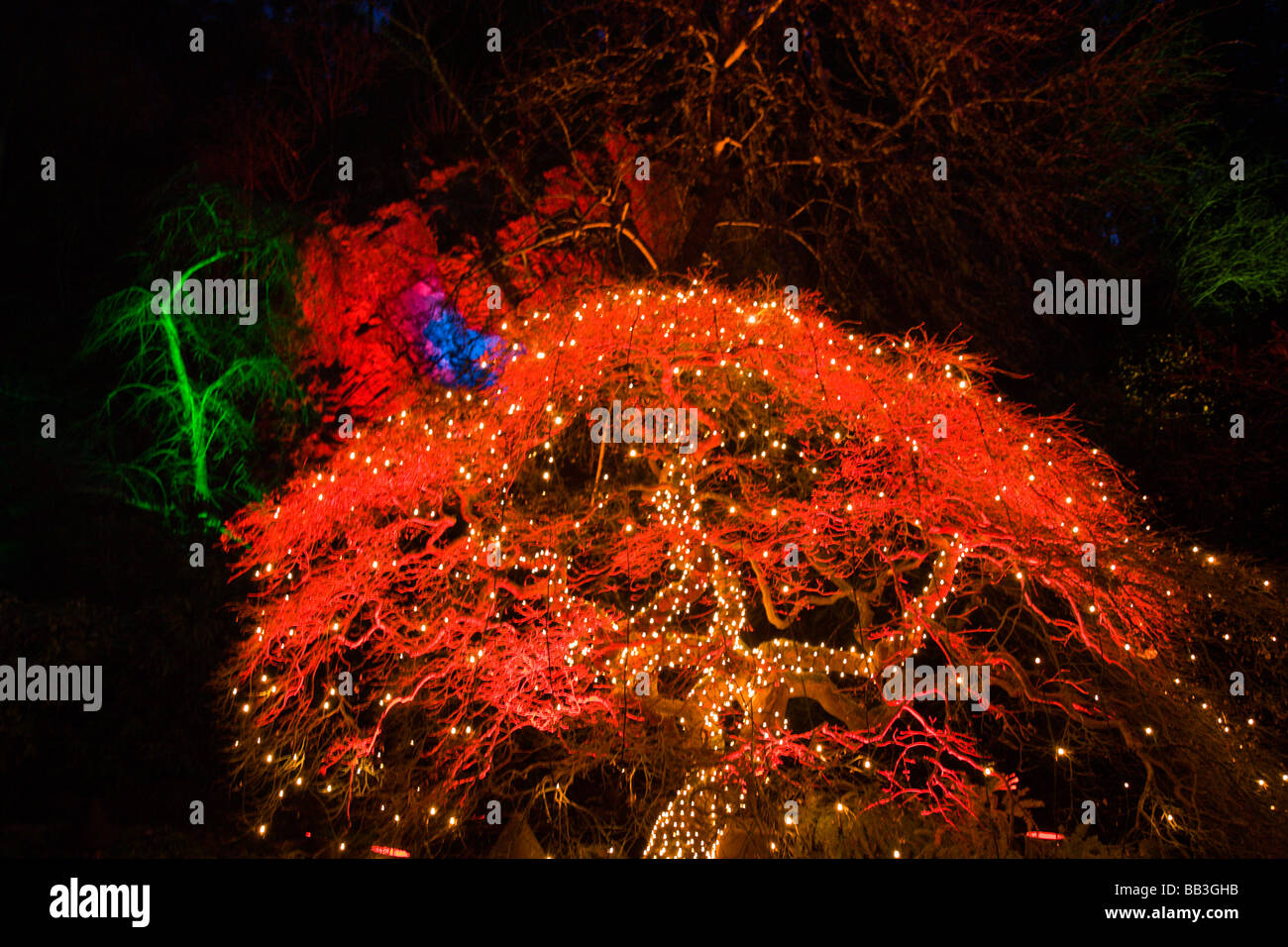 Christmas Lighting, Butchart Gardens, Victoria, British Columbia