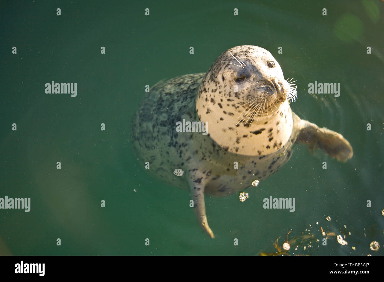 Harbor Seals (Phoca vitulina) at Oak Bay Marina, Victoria, British