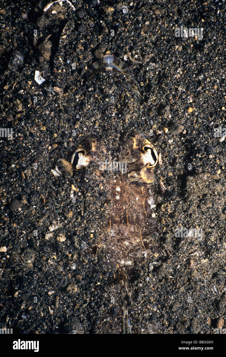 Spiny Flathead Onigocia spinosa camouflaged in sand at night Lembeh Strait Celebes Sea Sulawesi Indonesia Stock Photo