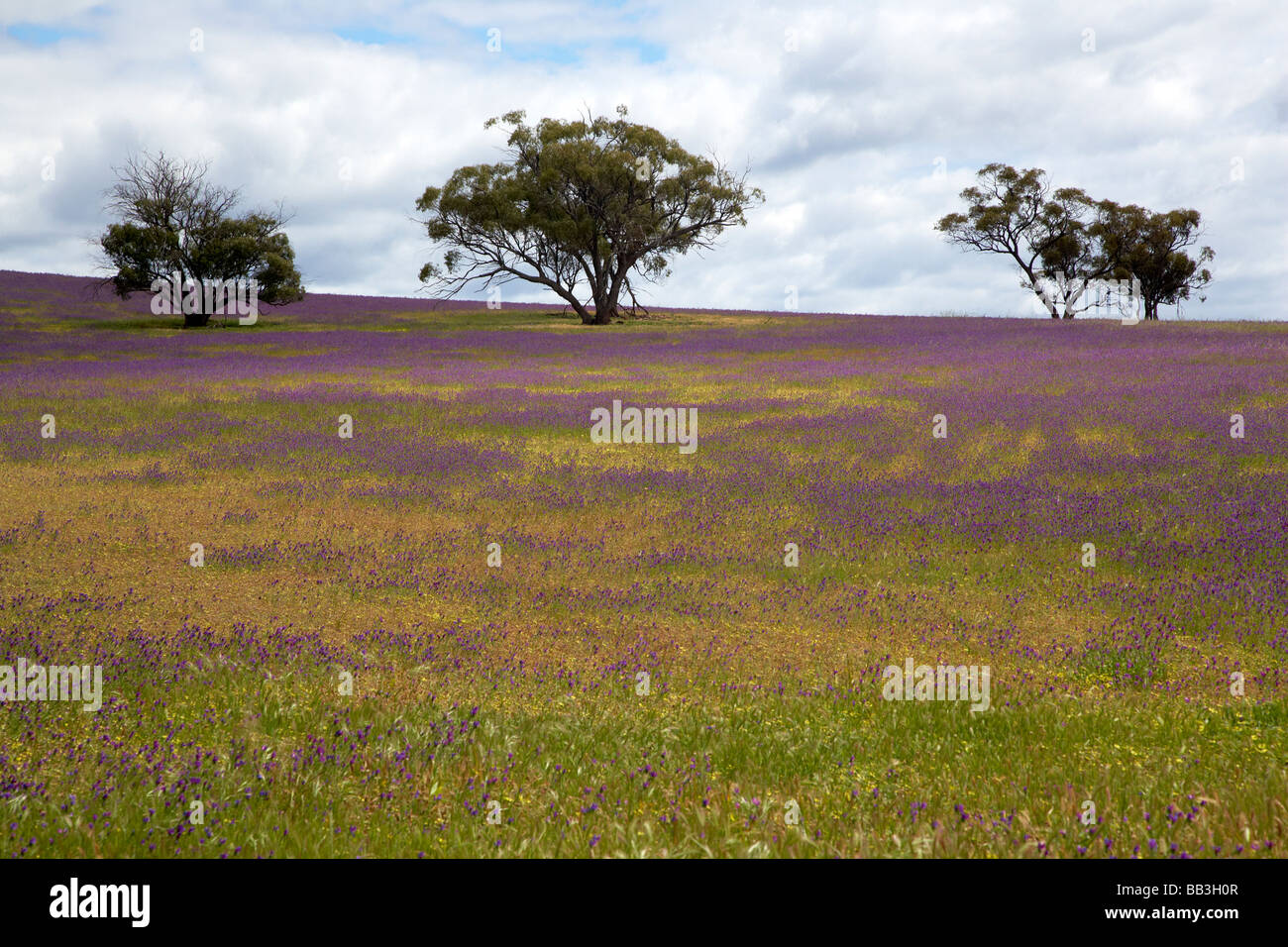 Spring wildflowers outback Australia Stock Photo