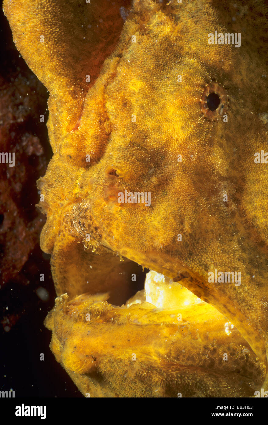 Frogfish Anglerfish Antennarius coccineus Lembeh Strait Celebes Sea Sulawesi Indonesia Stock Photo