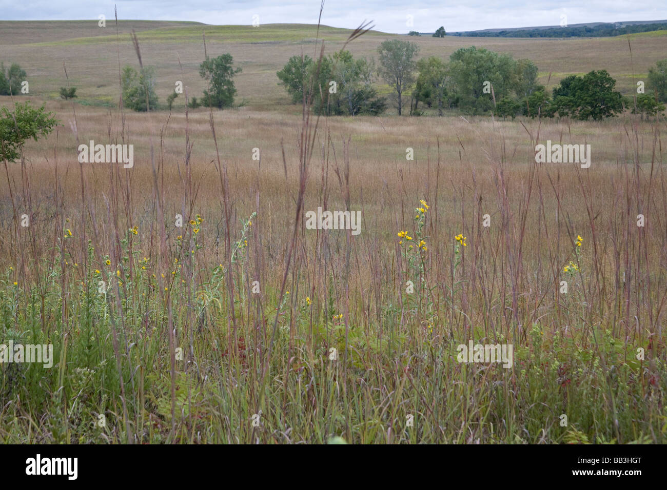 United States, Kansas. The prairie grasses and rolling hills of the