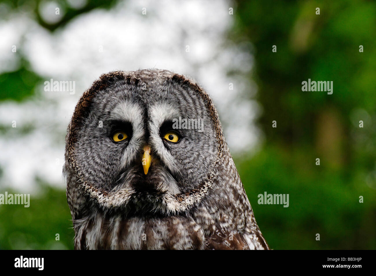 Great Grey Owl, Strix nebulosa Stock Photo