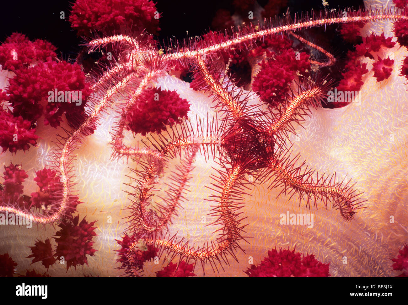 Brittle star Ophiothrix purpurea feeding scavenging on Soft Coral Dendronephthya at night Stock