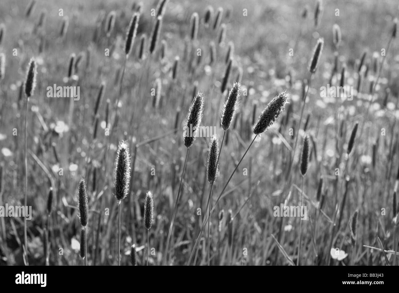 Long an landscape Black and White Stock Photos Images Alamy