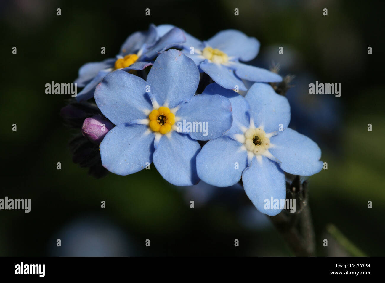 Forget-me-not,Myosotis,Family Boraginaceae flowers in close up or macro detail Stock Photo