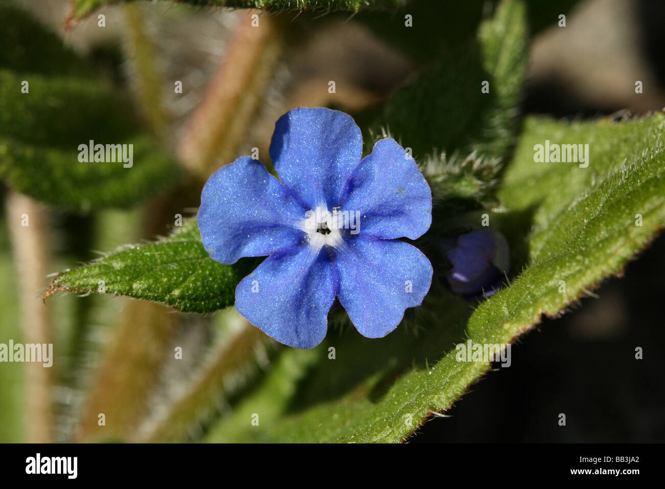 Green Alkanet Pentaglottis sempervirens Family Boraginaceae Flower in close up macro detail Stock Photo