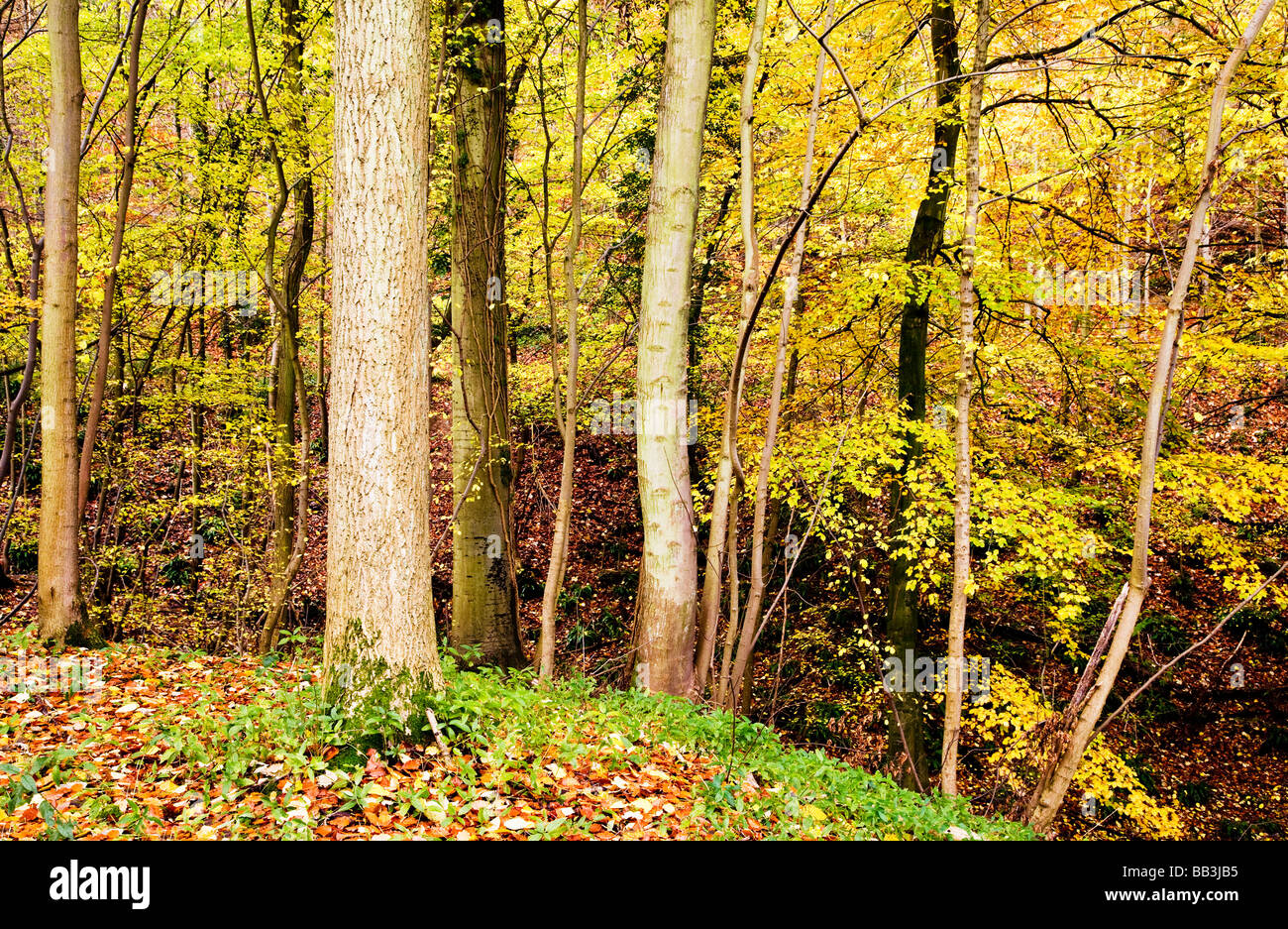 Autumn beech woods in Gloucestershire England UK Stock Photo