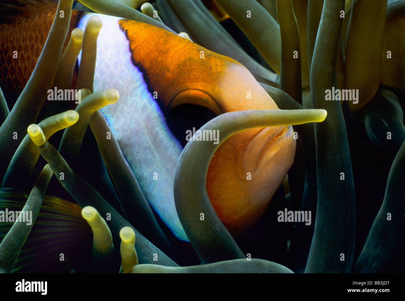 Barrier Reef Anemonefish Amphiprion akindynos Lembeh Strait Celebes Sea Sulawesi Indonesia Stock Photo