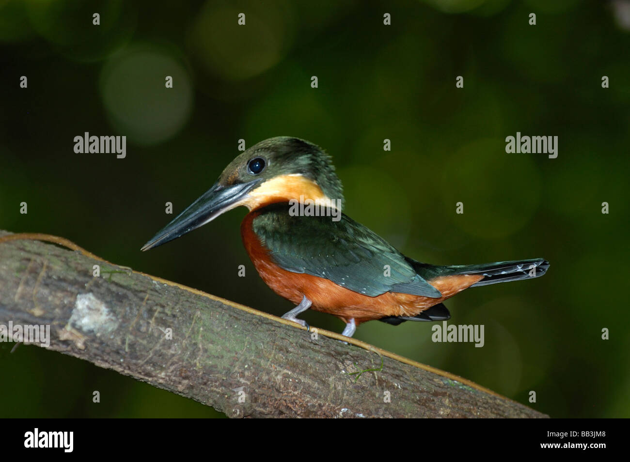 Green-and-rufous Kingfisher, Tortuguero National Park, Costa Rica Stock Photo