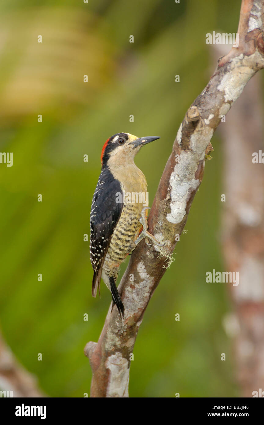 Hoffmann's Woodpecker, Cordillera Talamanca, Costa Rica Stock Photo